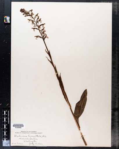 Habenaria lacera