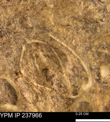 Limopsis striatopunctatus