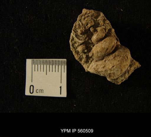 Lophospira?