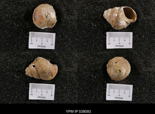 Campeloma nebrascensis