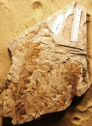Dicroidium odontopteroides