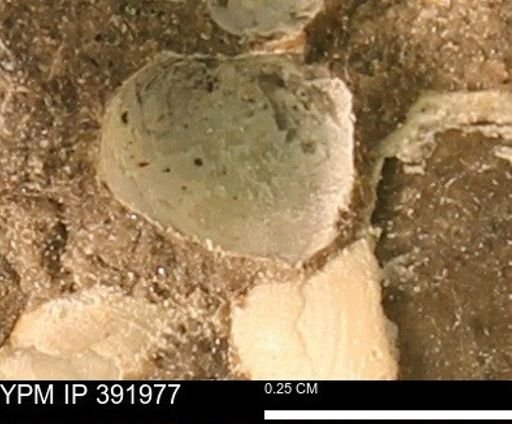 Protocardia sp.