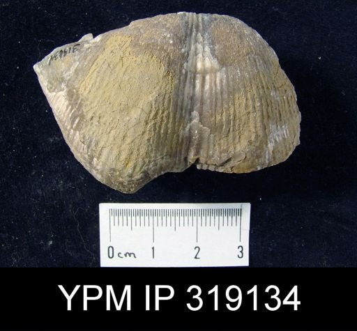 Spirifer cameratus
