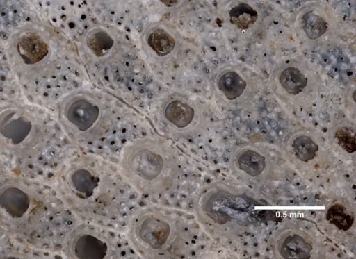 Cryptosula pallasiana