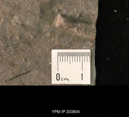 undet. Crinoidea