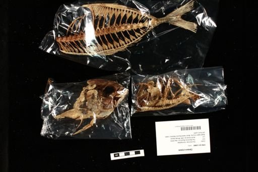 Caranx crysos