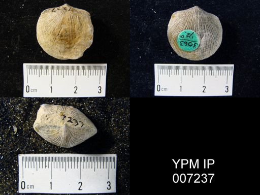 Atrypa reticularis