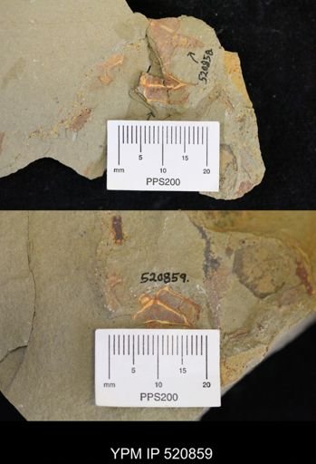 Thoralicystis sp.