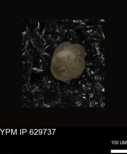 undet. Foraminiferida