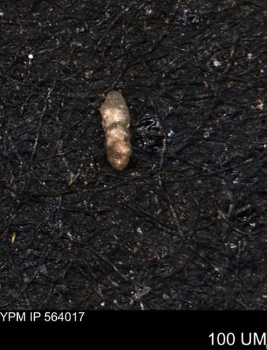 Ammobaculites petilus