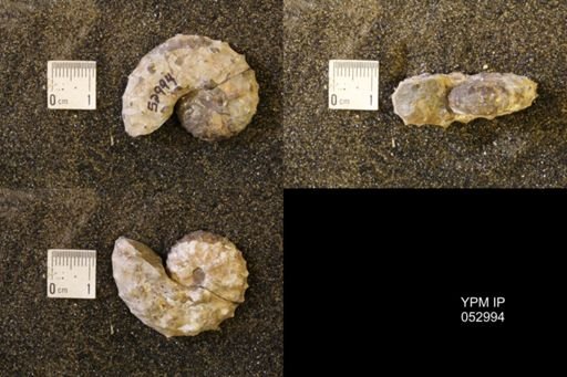 Discoscaphites gulosus