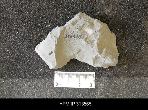 undet. Bivalvia