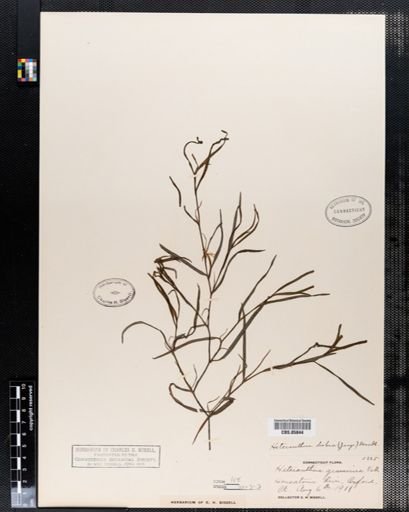Heteranthera dubia