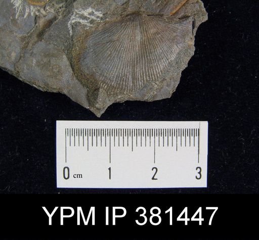 Strophodonta sp.