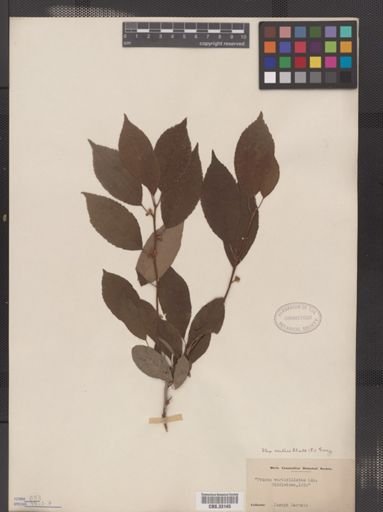 Ilex verticillata