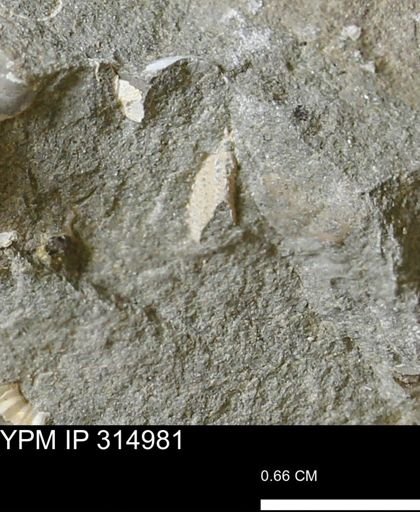 undet. Mollusca