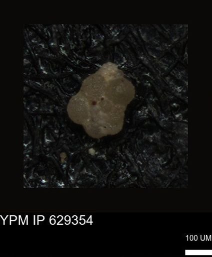 undet. Foraminiferida