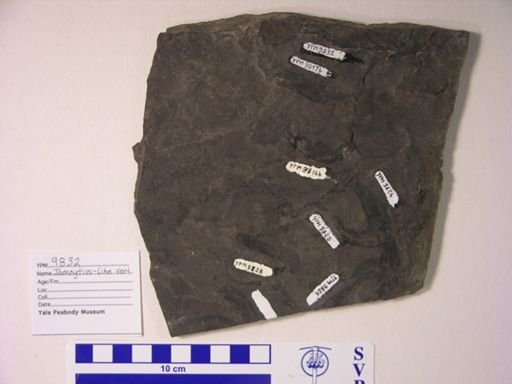 cf. Jamoytius