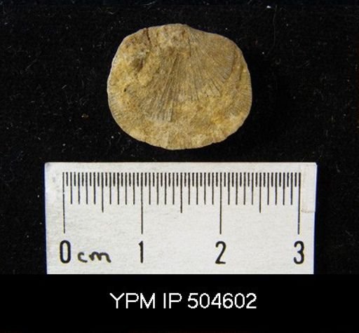 Dalmanella sp.