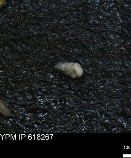 undet. Heterohelicidae