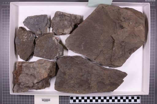 mixed taxa, stratigraphic collection