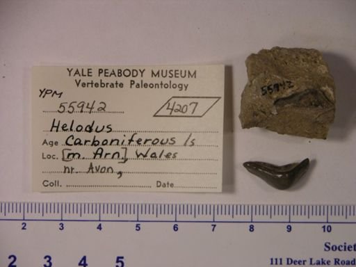 Helodus sp.