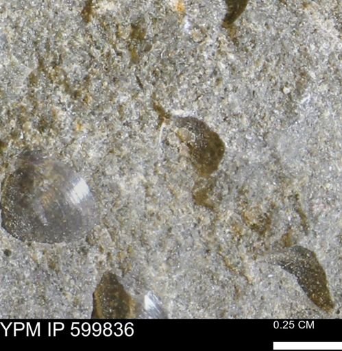 Protocardia subquadrata