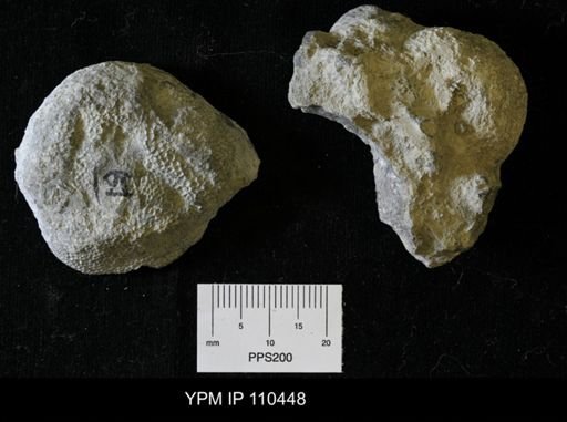Paleofavosites prolificus