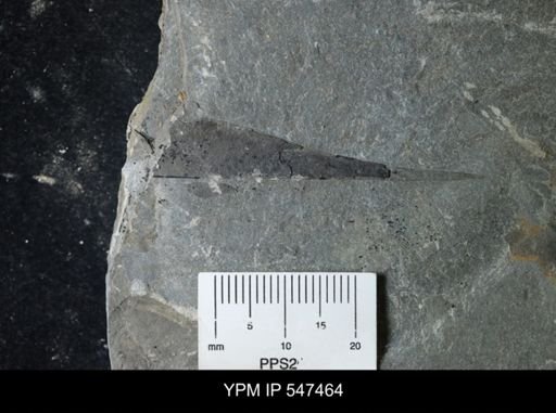 undet. Eurypterida