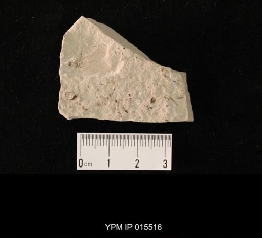 Probnis speciosa