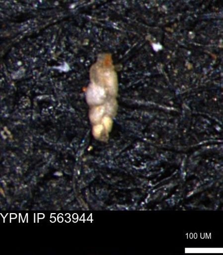 Bimonilina variana