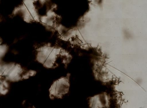 Hexactinellida