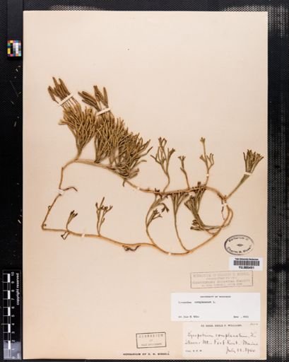 Lycopodium complanatum
