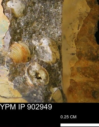 undet. Bivalvia