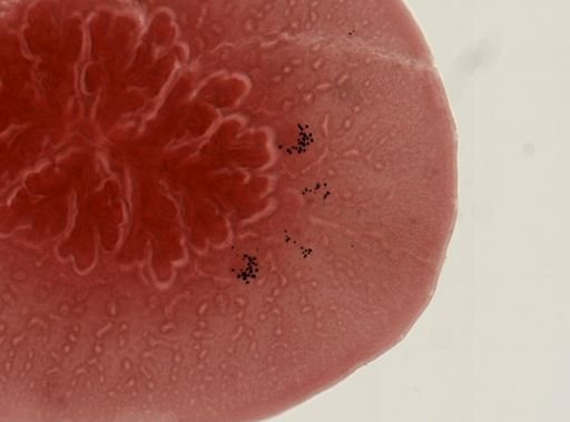 Hoploplana inquilina