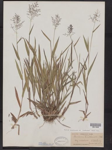Panicum lanuginosum