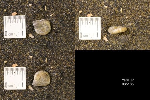 Discoscaphites rossi