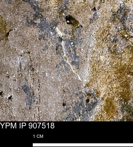 undet. Mollusca