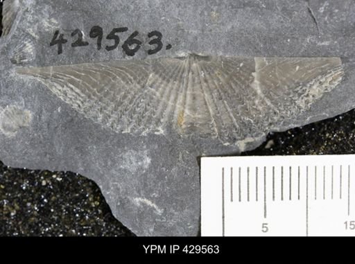 Mucrospirifer mucronatus