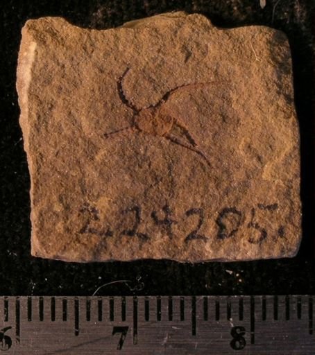 Stephanoura belgica