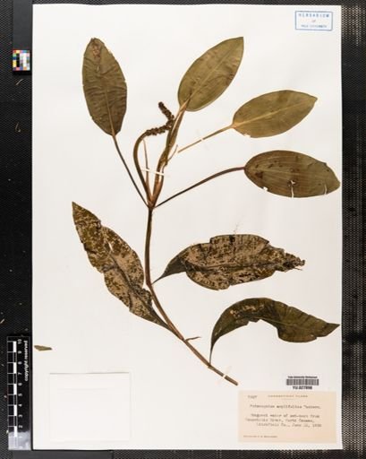 Potamogeton amplifolius