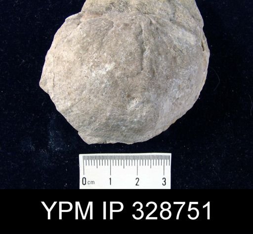 Megastrophia?