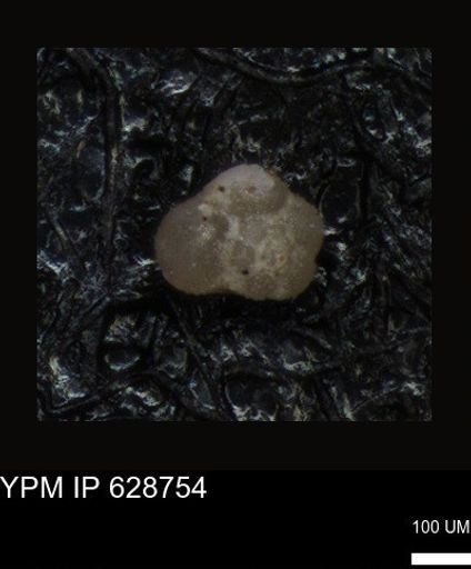 undet. Foraminiferida