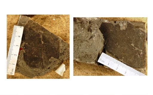 Hancornia pseudopubescens