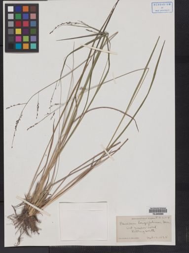 Panicum longifolium