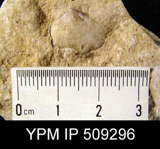 undet. Brachiopoda