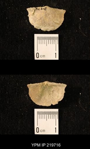 Chonetes granulifer