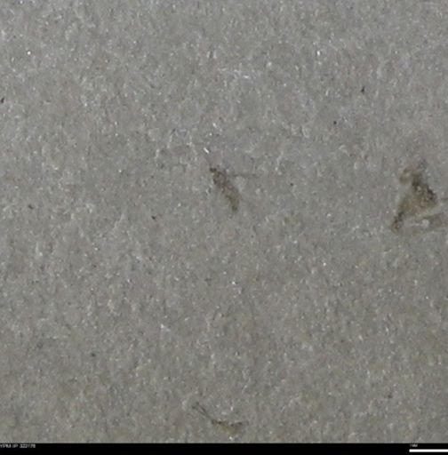 undet. Insecta