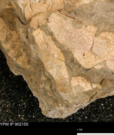 undet. Mollusca
