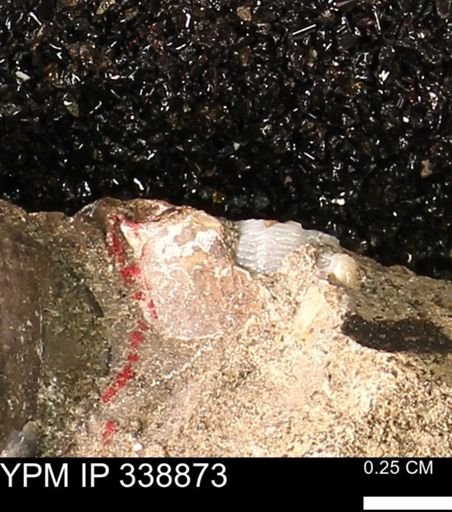 undet. Bivalvia